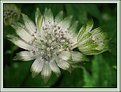 Picture Title - Astrantia 2