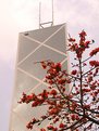 Picture Title - magnificent flowers and building