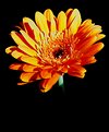 Picture Title - Sun Kissed Gerbera