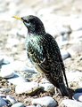 Picture Title - Starling