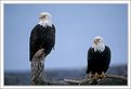 Picture Title - Bald Eagles