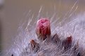 Picture Title - Cactus plant