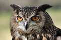 Picture Title - Head of American Eagle Owl