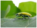 Picture Title - Woolly Weevil