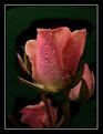 Picture Title - A Rose