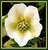 Helleborus 7