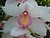 PaPa\'s Orchid
