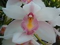 Picture Title - PaPa\'s Orchid