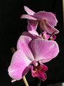 Picture Title - Another Orchid