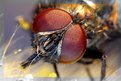 Picture Title - Hey - a fly on my willow-tree bud !