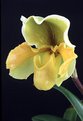 Picture Title - Slipper Orchid