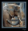 Picture Title - Elephant Blues