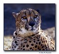 Picture Title - Cheetah (s1499)