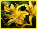 Picture Title - Yellow Orchids