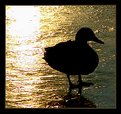 Picture Title - Duck in the Sunset