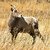 Rocky Mountain Bighorn Sheep Ewe