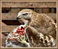 Picture Title - Red-tailed hawk  II ...