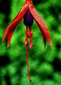 Picture Title - Hanging Fuchsia