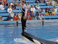 Picture Title - Shamu