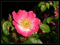 Picture Title - Rose American Pilar