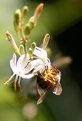 Picture Title - Laden Bee