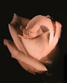 Picture Title - Peach tinted rose