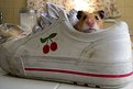 Picture Title - Hamster in a shoe