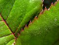 Picture Title - Sawtooth Leaf