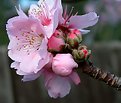 Picture Title - Almond blossom 2