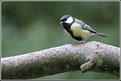 Picture Title - Blue Tit