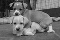 Picture Title - Puppies
