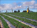 Picture Title - Scarecrows