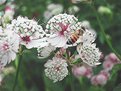 Picture Title - flower and bee