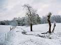 Picture Title - snowy pasture