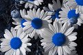 Picture Title - Daisy Blue 1