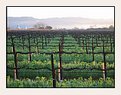 Picture Title - Morning Vineyard