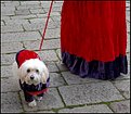 Picture Title - Carnival's fashion for Dogs