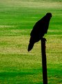 Picture Title - Vulture siluette