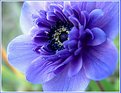 Picture Title - Blue Anemone