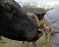 Picture Title - Kissing the Cow