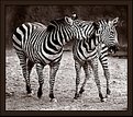 Picture Title - Zebra Play