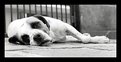 Picture Title - Sleeping Dog 2