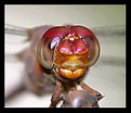 Picture Title - Dragon Fly