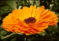 Picture Title - Gerbera...    (inside III)