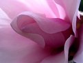 Picture Title - Pink Magnolia
