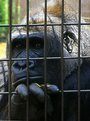 Picture Title - Abject Gorilla