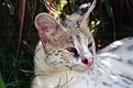 Picture Title - Serval