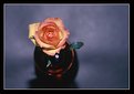 Picture Title - The rose