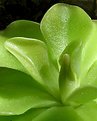 Picture Title - Butterwort folds