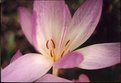 Picture Title - Crocus